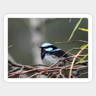 Superb Fairy Wren at the Laratinga Wetlands Sticker